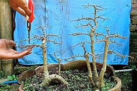 Bonsai Serut Raft Terbaik